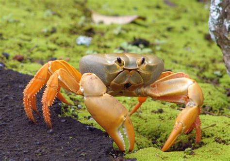 Crab Wallpapers Images Photos Pictures Backgrounds