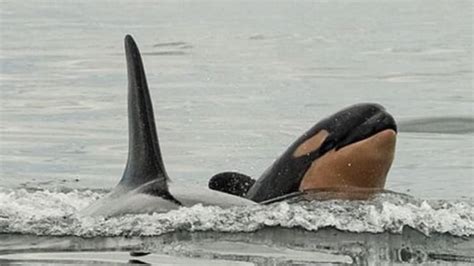 Southern resident orca pod in best condition in decade | CTV News