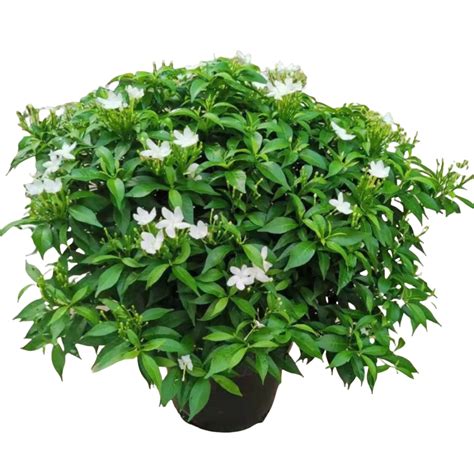 Gardenia Crape Jasmine Bangkok Archives - Thai Garden Design
