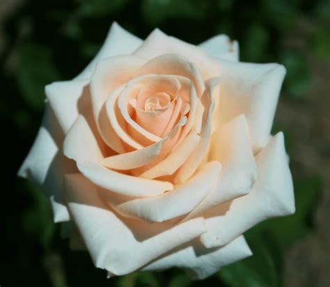 Роза чайно-гибридная Ла Перла – купить в питомнике по цене 720