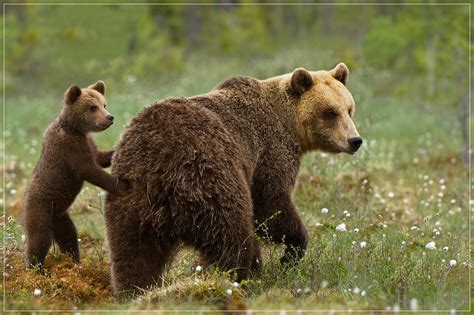 Photopat Photography Belgium - Wildlife