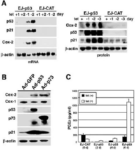 Induction Of Cox 2 And PGE 2 Production By Expression Of P53