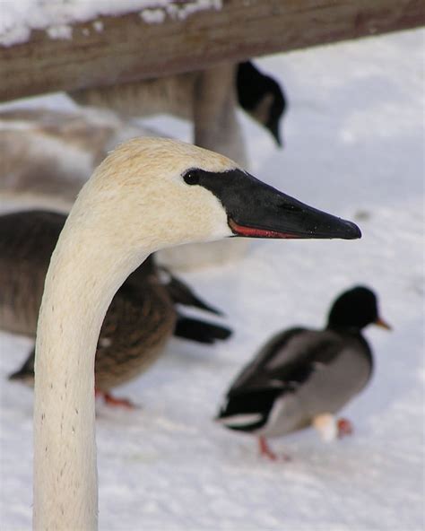 Trumpeter Swan Size