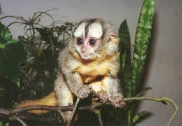 Aotus trivirgatus (Three-striped night monkey) (Douroucouli)