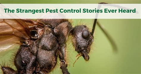 The Strangest Pest Control Stories Ever Heard | Killem Pesta