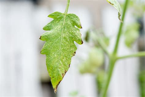 Powdery Mildew Milk Treatment at Alonzo Christensen blog