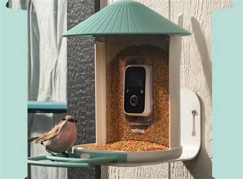 Кормушка для птиц с камерой Birdfy AI может идентифицировать более 6000 ...