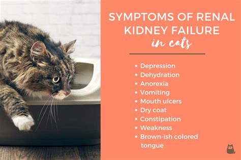 What Are the Symptoms of a Cat With Kidney Failure? - Renal Kidney ...