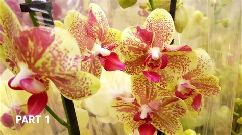 8 Марта ОРХИДЕИ фаленопсисы в LEROY MERLIN ЛЕРУА МЕРЛЕН Орхидея Orchid ...