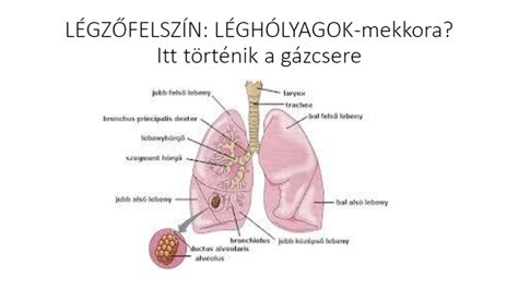 Táplálkozás2 légzési szervrendszer Biology Quizizz