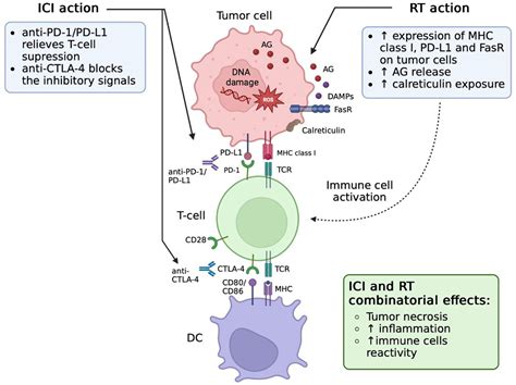 Frontiers Combination Of Immune Checkpoint Inhibitors With Radiation