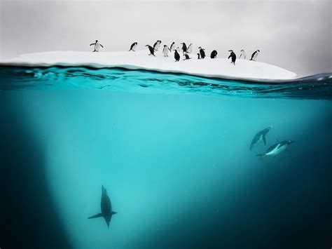 This penguin swam 2,000 miles to Australia—and we don't know why