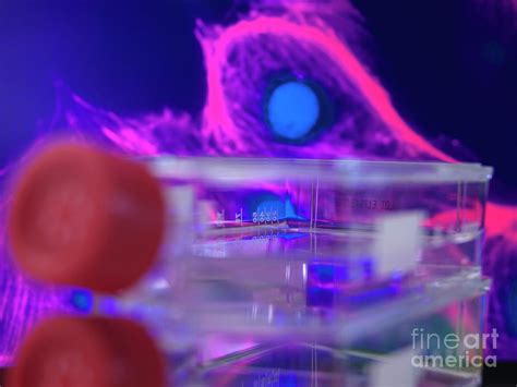 Stem Cell Research Photograph By Tek Image Science Photo Library Fine