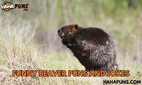 150 Funny Beaver Puns And Jokes Chewing The Wood