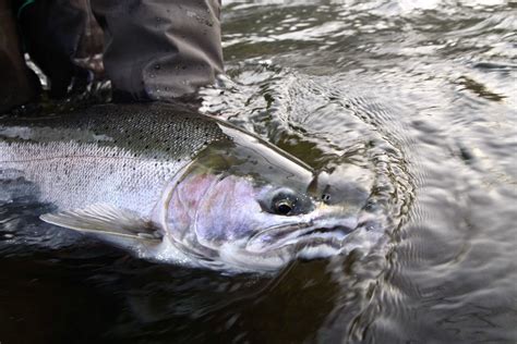 Latest Fly Fishing News And Reports Believe In Unicorns Royal