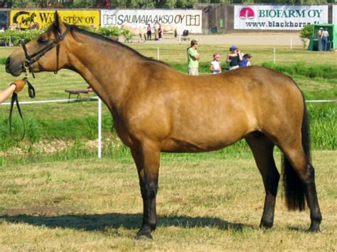 Informatie Over Paardenrassen Connemara Pony