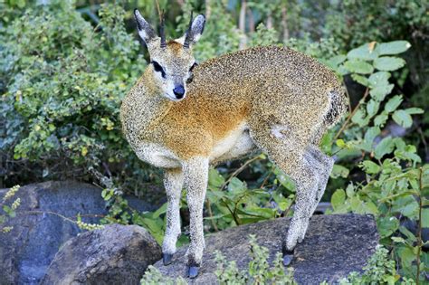 Klipspringer - Fascinating Africa