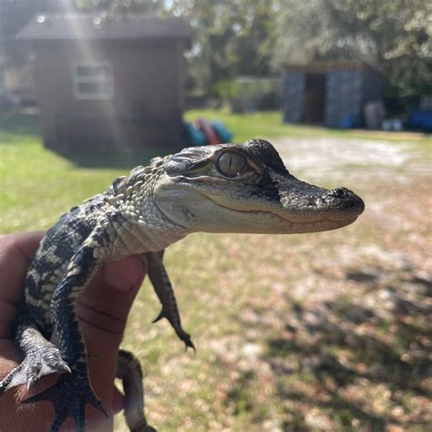 Reptile Encounters FL | Palatka FL
