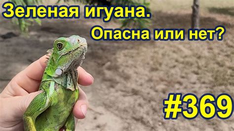 Зеленая игуана - YouTube