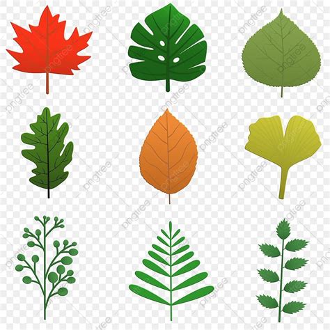 jenis daun daun daun daun clipart daun png  vektor