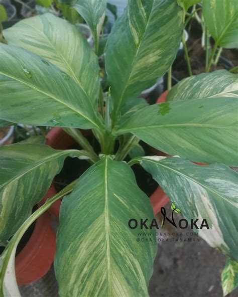 Okanoka - Spathiphyllum Sensation Variegated Tap like and comment "code