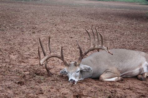 Texas Typical Trophy Whitetail Buck