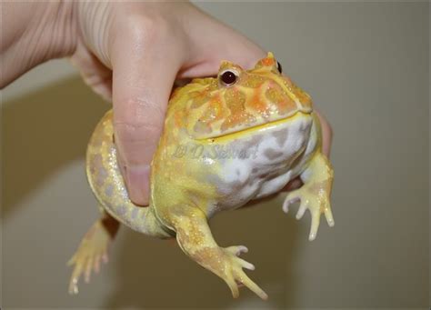 Pac-man Frog wallpapers, Animal, HQ Pac-man Frog pictures | 4K ...