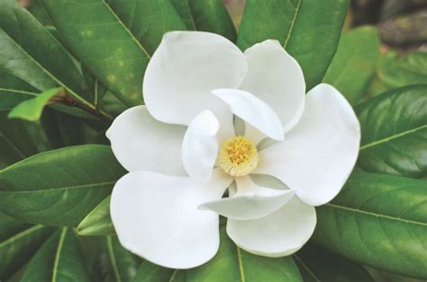Magnolia Flowers Varieties And Planting Tips Flower Magazine
