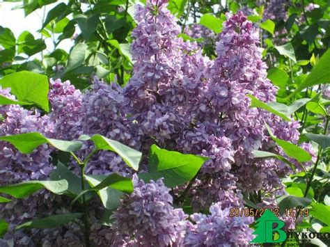 Сирень обыкновенная "Утро России" (Syringa vulgaris Utro Rossii ...