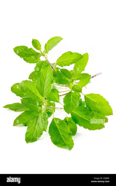 Holy Basil Hi Res Stock Photography And Images Alamy