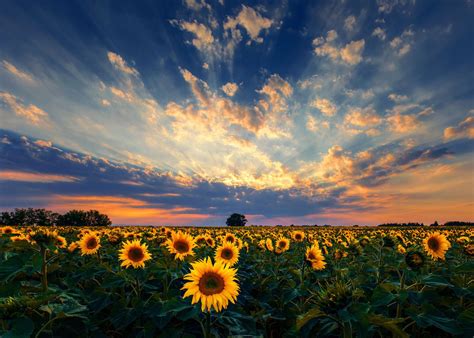 sunset sunflower fields poster  zsolt zsigmond displate