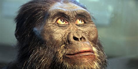 Lucy Australopithecus Human Ancestor Died From Tree Fall Controversy