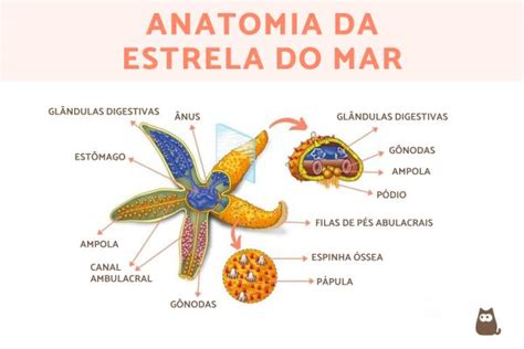 Estrela Do Mar É Vertebrado Ou Invertebrado - A estrela-do-mar é vertebrada ou invertebrada? - Invertebrada!