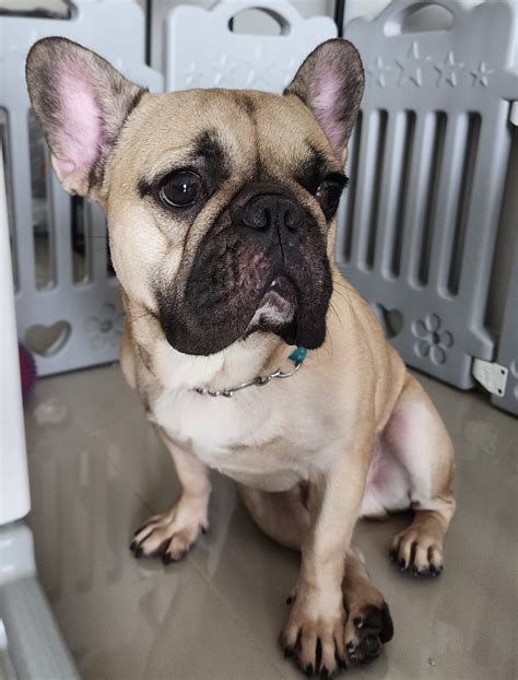 French Bulldog Dog For Adoption - 2 Years 4 Months, PF130121 from Kuala Lumpur, Wilayah