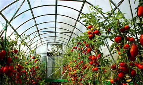 Как садить помидоры в теплице из поликарбоната