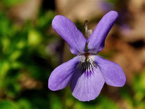 Free photo: Viola, Flower, Floral, Nature - Free Image on Pixabay - 391376