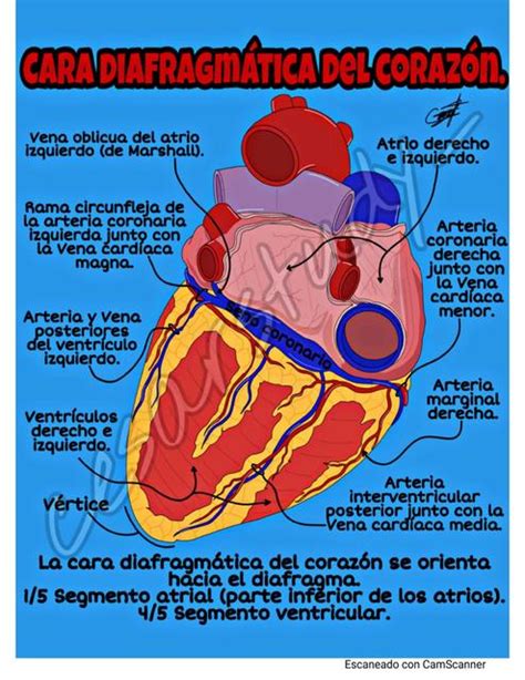 Cara Diafragm Tica Card Aca Cesarstudy Udocz