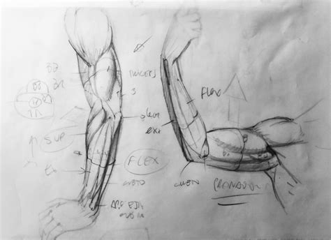 Anatomía Artística y dibujo estructural Diego Catalán