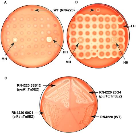 File:Staphylococcus Aureus Wikipedia, 52% OFF