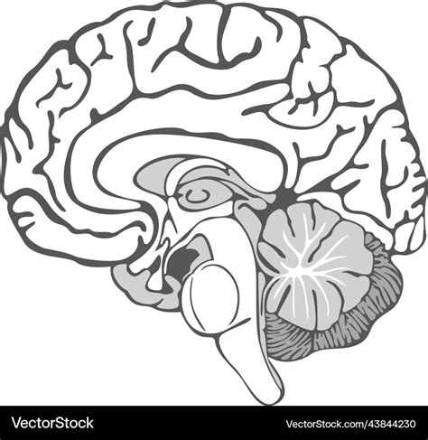 Brain Diagram Unlabeled