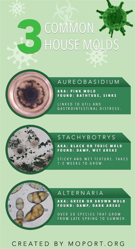 Common Household Molds Infographic Plaza