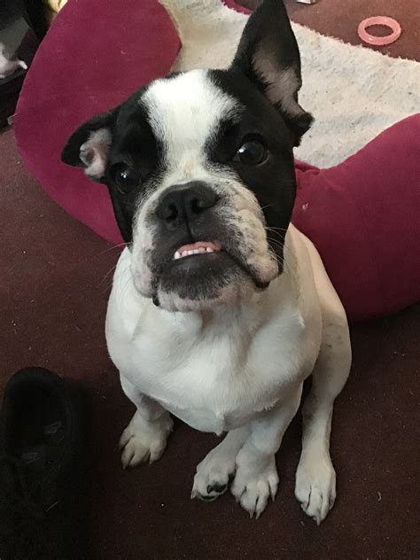 french bulldog boston terrier updated  collectibulldogscom