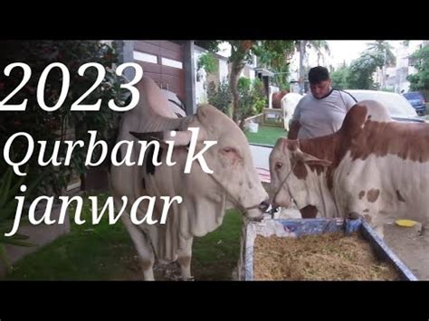 2023 Qurbani K Janwar Vlog 8 Lakh K Janwar YouTube