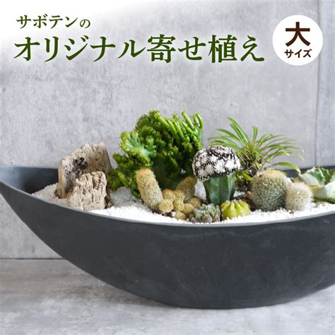 サボテンのオリジナル寄せ植え（大）｜マイナビふるさと納税