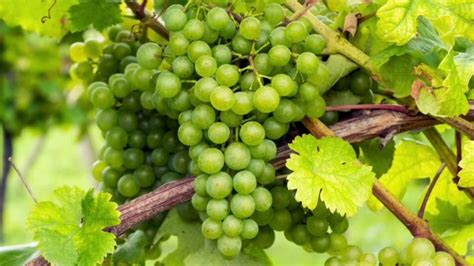 Green Farm Forum on LinkedIn: #germany #grape #grafting #seedling #wine ...