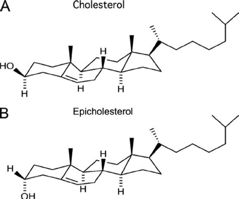 Molecular Structures Of Cholesterol A And Epicholesterol B