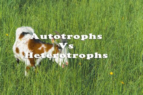 What Is The Difference Between Autotrophs And Heterotrophs