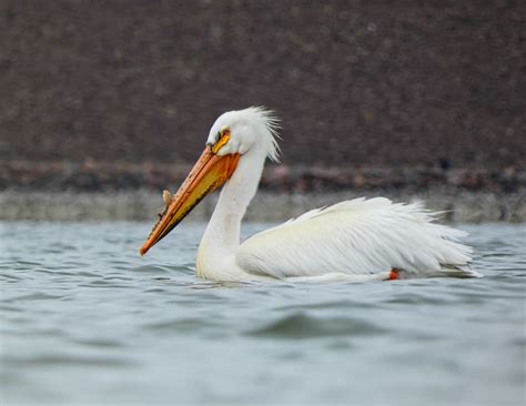 2023 04 21 American White Pelican Gary W Hawley Flickr