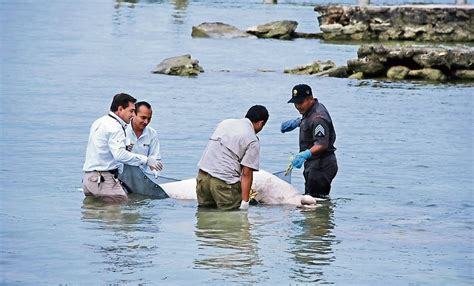 Profepa Investiga La Muerte De 8 Manatíes