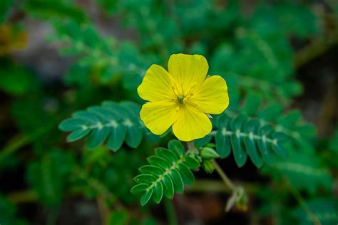 Tribulus Terrestris O Que Para Que Serve E Como Tomar Tua Sa De